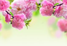 Spring Flowers Wallpapers HD.