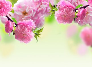 Spring Flowers Wallpapers HD.