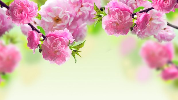 Spring Flowers Wallpapers HD.