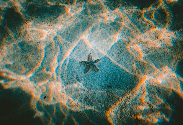 Star fish Cool Wallpaper HD.