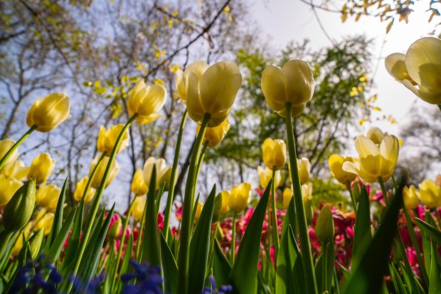 Tulip Sping Desktop Background 1.