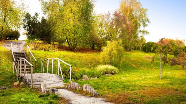 Ultra HD wallpaper 8k green Summer trees wallpaper.