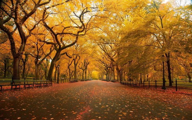 United States  New York  New York City  Central Park in the Fall.