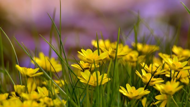 Wallpapers Flowers 4k green grass Nature.