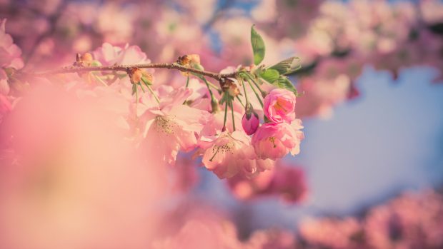 Wallpapers Pink Flowers 5k.