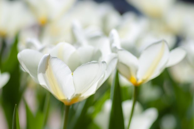 White Flowers Spring Desktop Backgrounds.