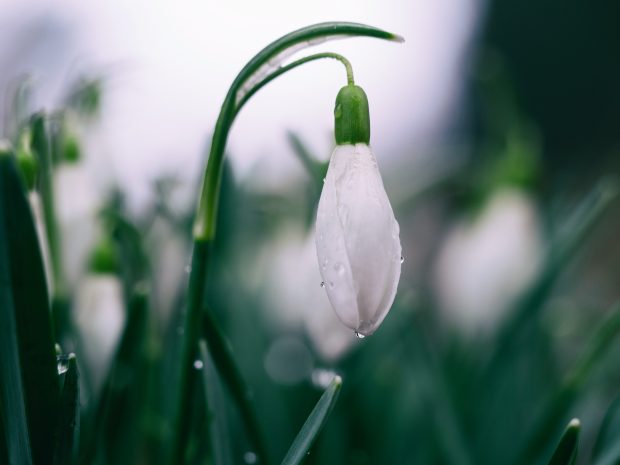 White Spring Desktop Backgrounds 1.