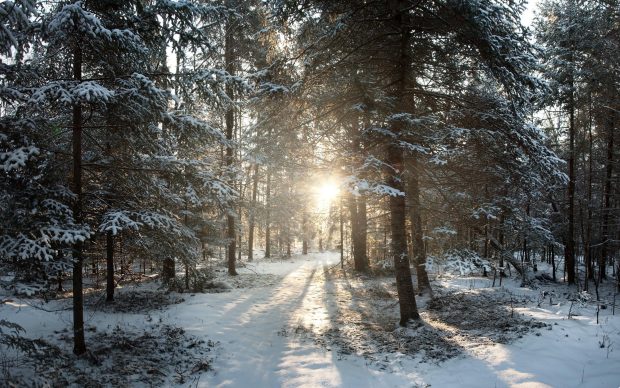 Winter Wonderland with Tree.