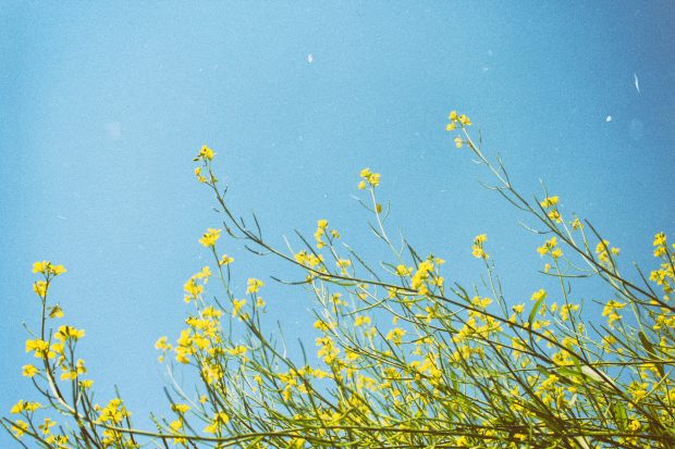 Yellow Spring Backgrounds.