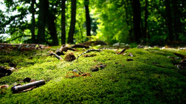 4K Spring HD Wallpaper Computer.