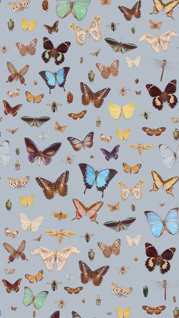 Aesthetic Butterfly Background for Iphone.