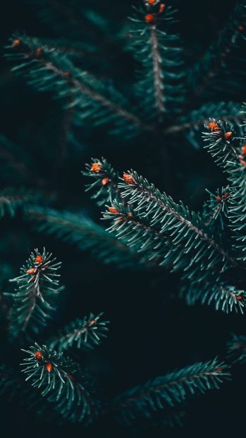 Aesthetic Christmas 4K Wallpapers Iphone.