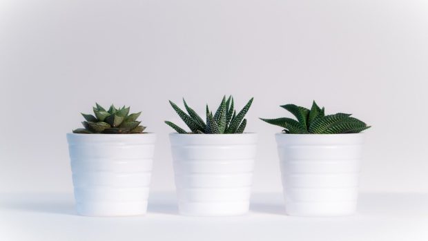 Aesthetic Minimalist Plant Background.