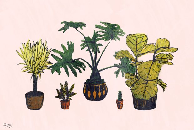 Aesthetic Minimalist Plant Desktop Background.