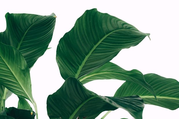 Aesthetic Minimalist Plant HD Wallpaper Computer.