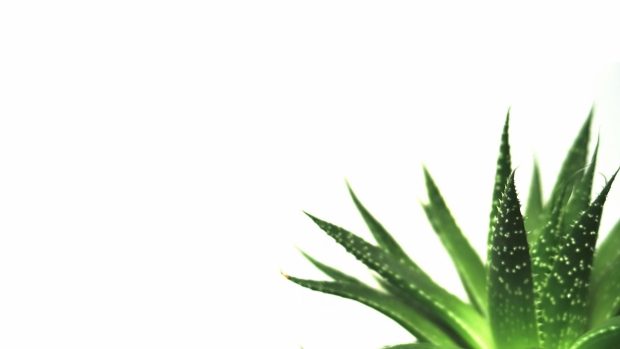 Aesthetic Minimalist Plant Wallpaper Computer.