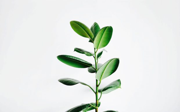 Aesthetic Minimalist Plant Wallpaper Desktop.