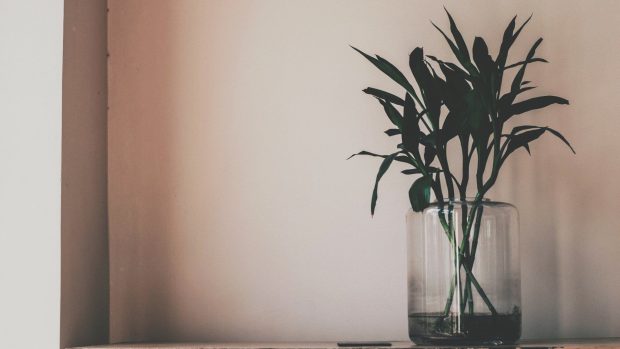 Aesthetic Minimalist Plant Wallpaper HD 1080p.