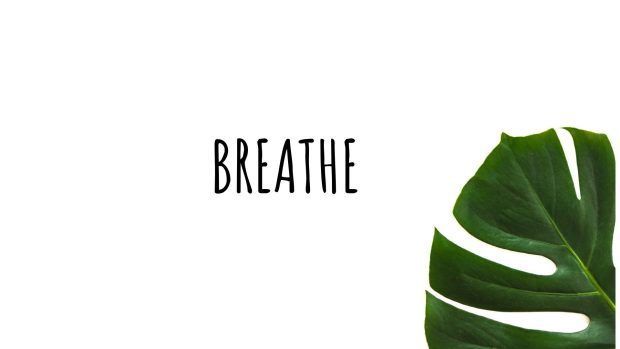 Aesthetic Minimalist Plant Wallpaper HD Free download.