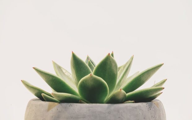Aesthetic Minimalist Plant Wallpaper High Quality.