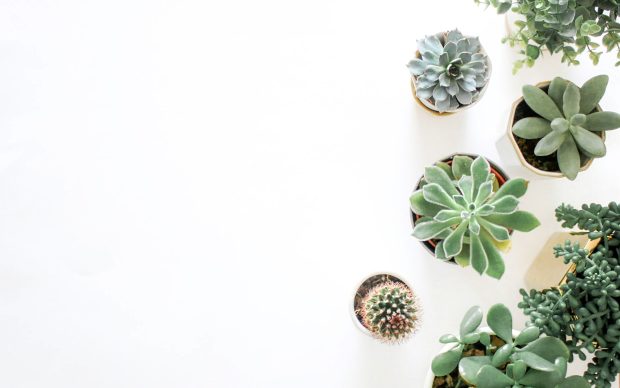 Aesthetic Minimalist Plant Wallpaper for PC.