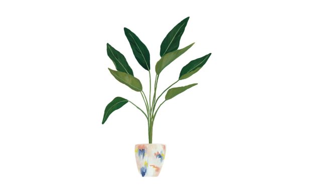 Aesthetic Minimalist Plant Wallpaper for Windows.