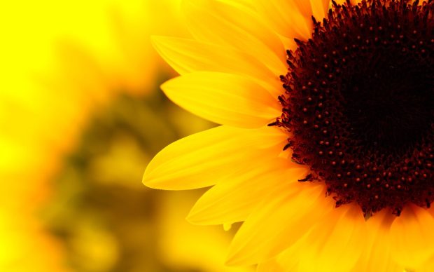 Aesthetic Sunflower 4K Wallpaper.