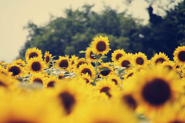 Aesthetic Sunflower Background.