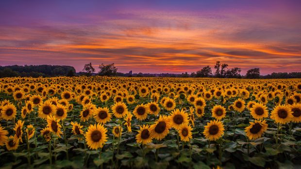 Aesthetic Sunflower HD Wallpaper.