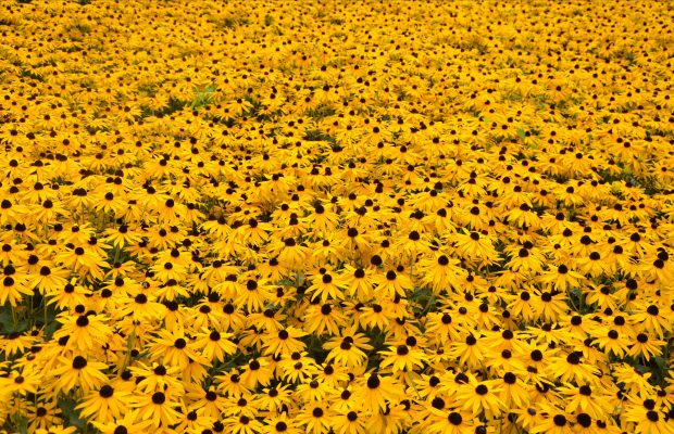 Aesthetic Sunflower HD Wallpaper Computer.