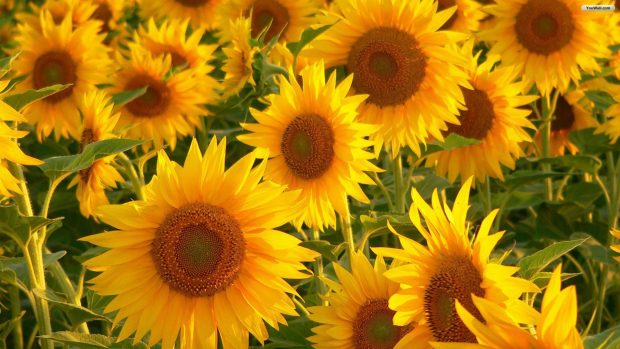 Aesthetic Sunflower HD Wallpaper Free download.