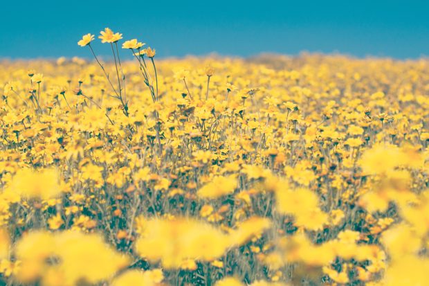 Aesthetic Sunflower Photo.