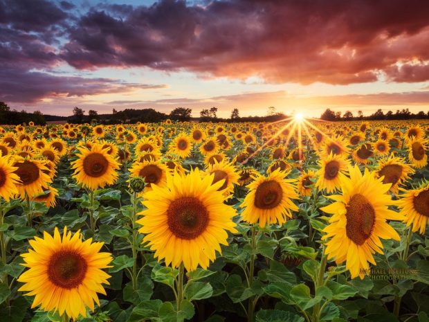 Aesthetic Sunflower Pictures.