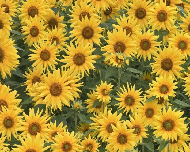 Aesthetic Sunflower Wallpaper Computer.