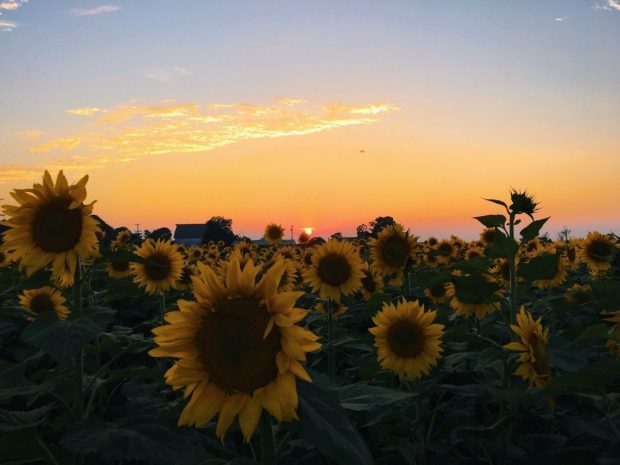 Aesthetic Sunflower Wallpaper Desktop.