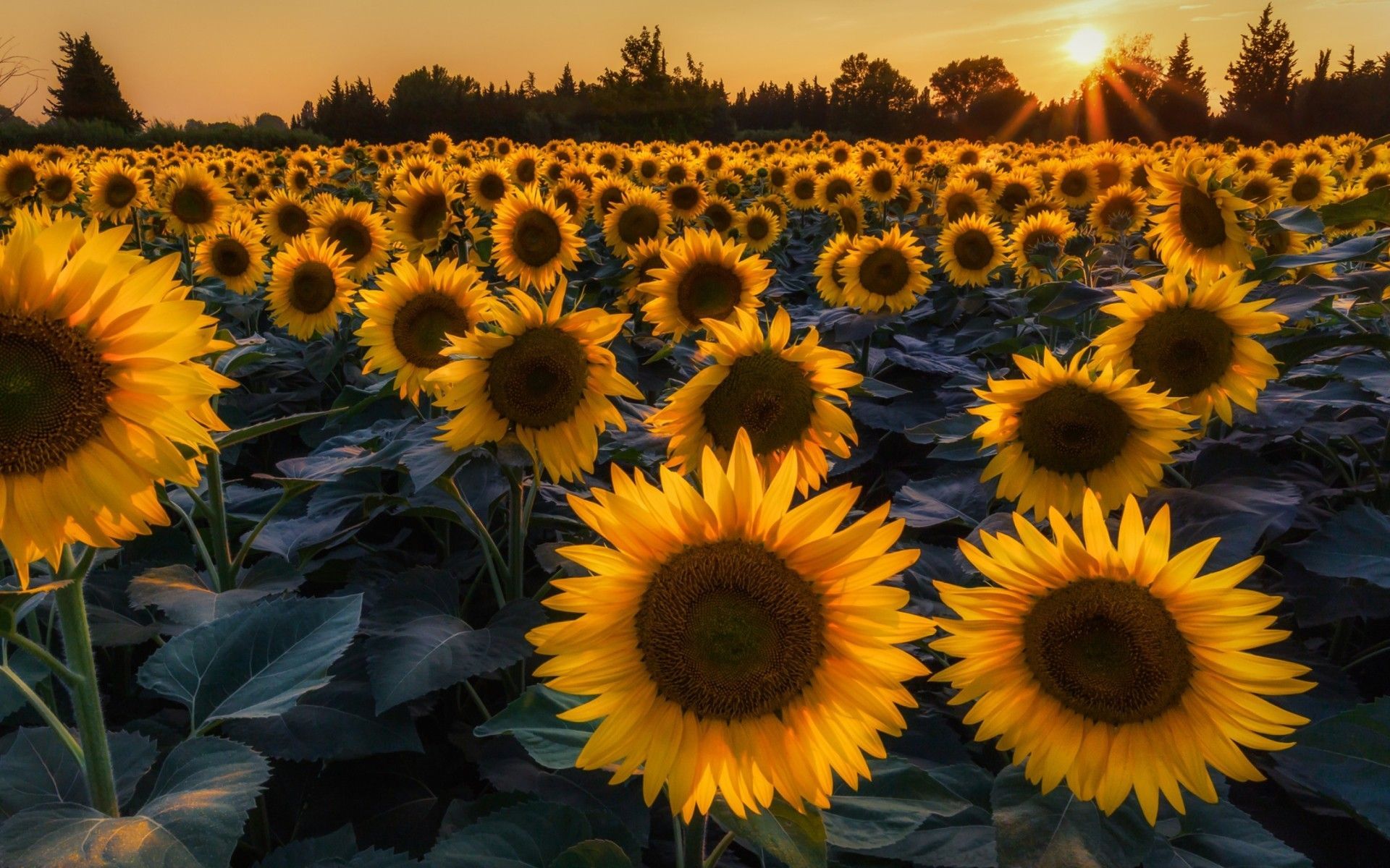 Free Floral Vintage Sunflower Desktop Wallpaper template