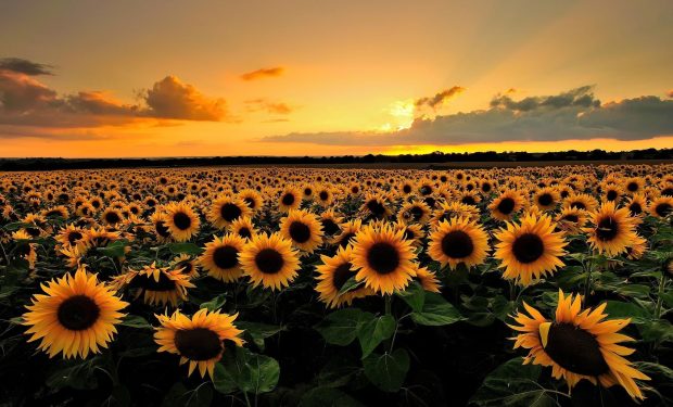 Aesthetic Sunflower Wallpaper HD.
