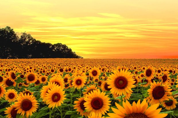Aesthetic Sunflower Wallpaper HD Free download.