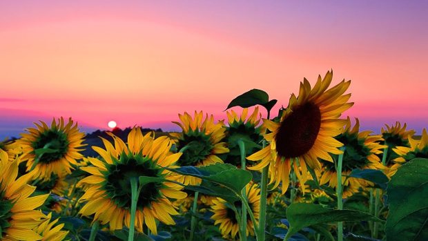 Aesthetic Sunflower Wallpaper HD for Windows.
