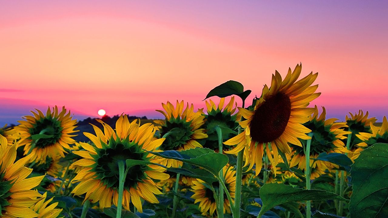 Sunflowers flowers petals vase yellow aesthetics HD wallpaper  Peakpx