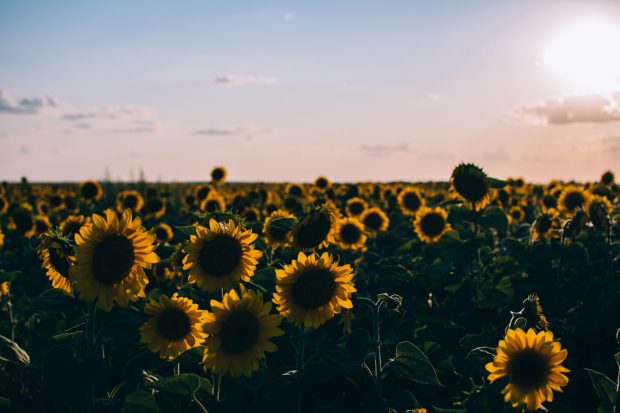 Aesthetic Sunflower Wallpaper High Quality.