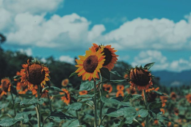 Aesthetic Sunflower Wallpaper for Desktop.