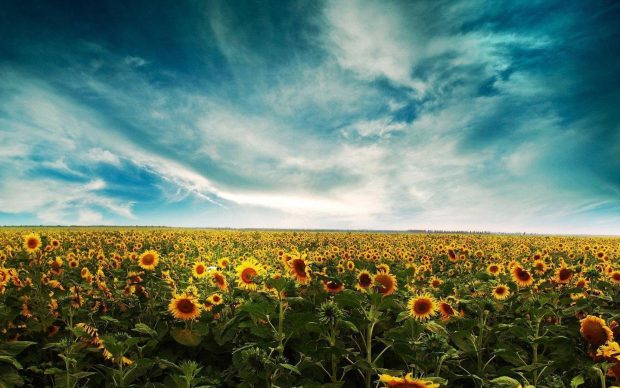 Aesthetic Sunflower Wide Screen Wallpaper.