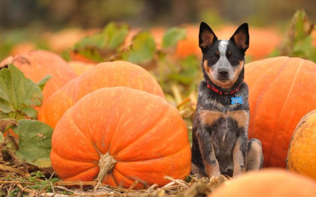 Autumn Halloween HD Wallpaper Computer.