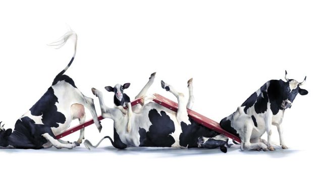 Backgrounds Cute Cow.