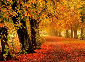 Beautiful 4K Autumn Wallpaper HD.