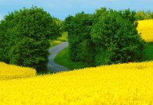 Beautiful 4K Spring Wallpaper HD.
