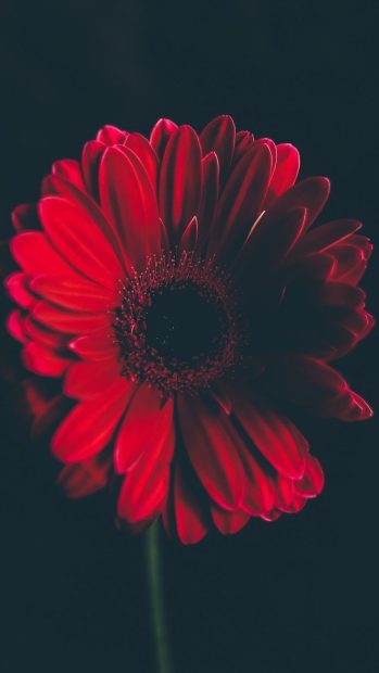 Beautiful Cute Red iPhone Wallpaper HD.