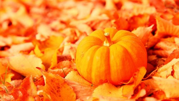 Beautiful Fall Pumpkin Wallpaper HD.