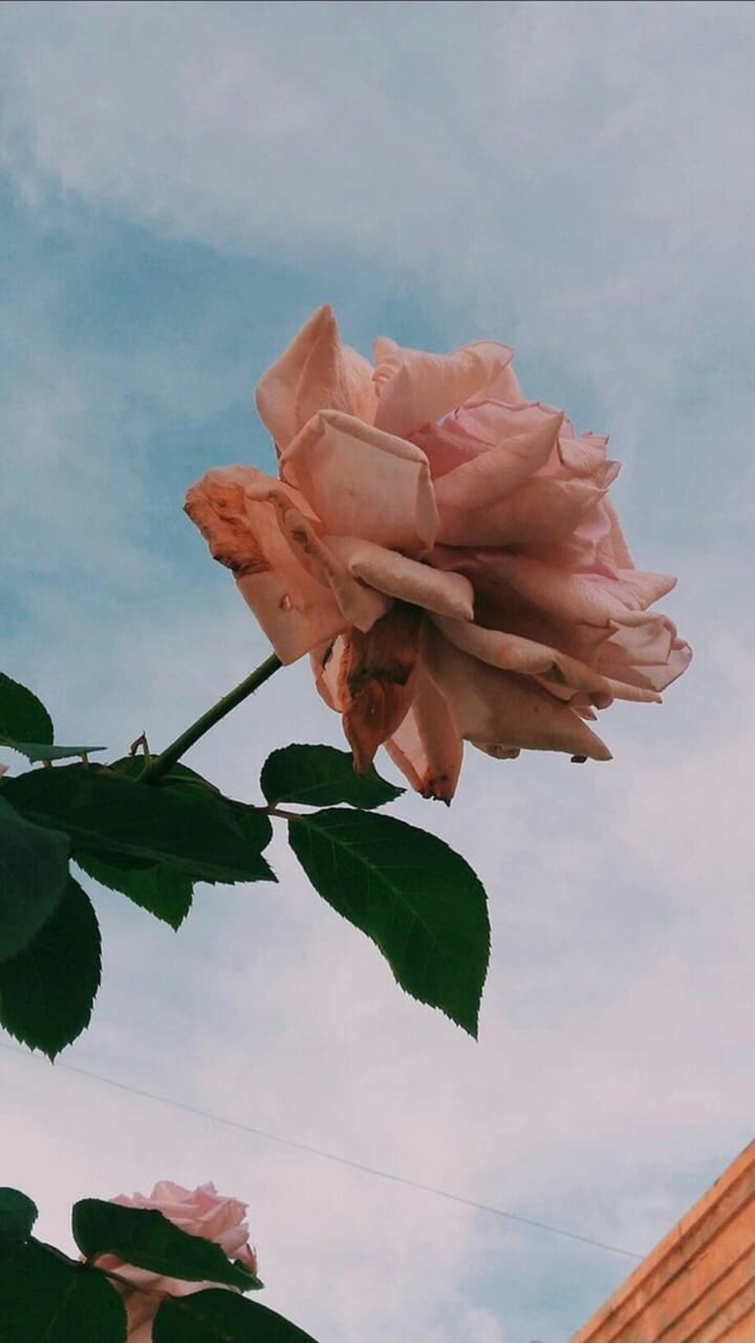 Rose flower flowers iphone nature pink rosegold samsung vsco HD  phone wallpaper  Peakpx